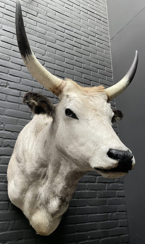 Taxidermy head of a large Hungarian bull