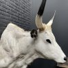 Taxidermy head of a large Hungarian bull