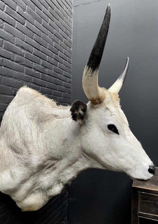 Taxidermy head of a large Hungarian bull