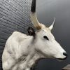 Taxidermy head of a large Hungarian bull