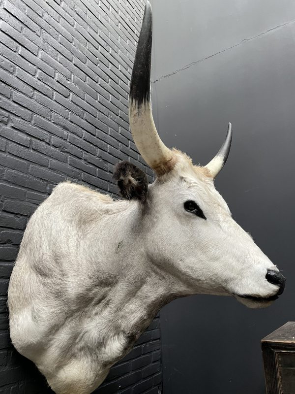 Taxidermy head of a large Hungarian bull