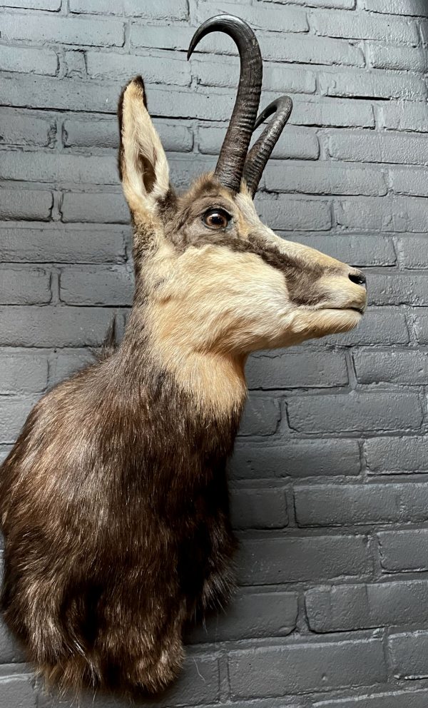 Mounted head of a chamois