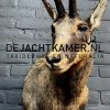 Taxidermie Mandarin-Ente