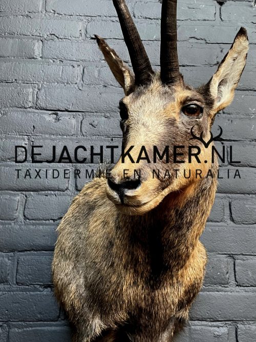Ausgestopfter Kopf einer kapitalen Gämse