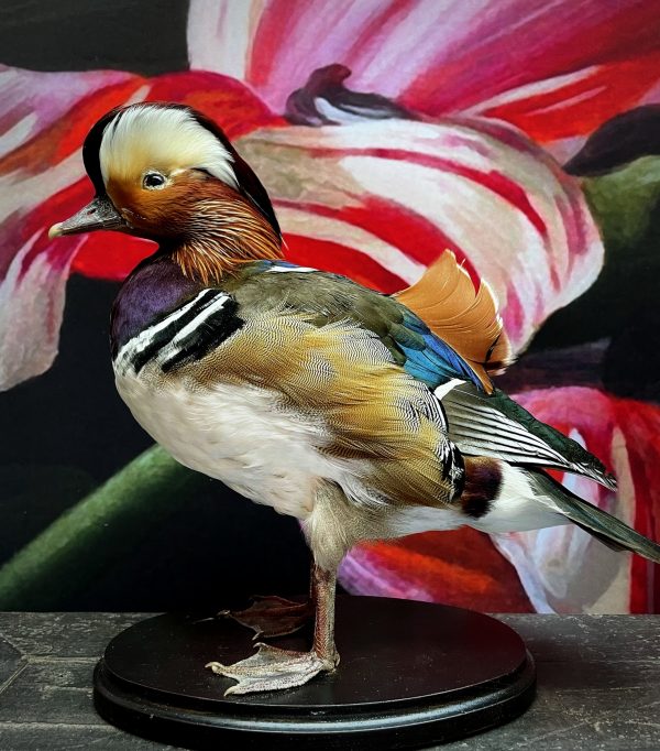 Taxidermy mandarin duck