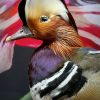 Taxidermy mandarin duck