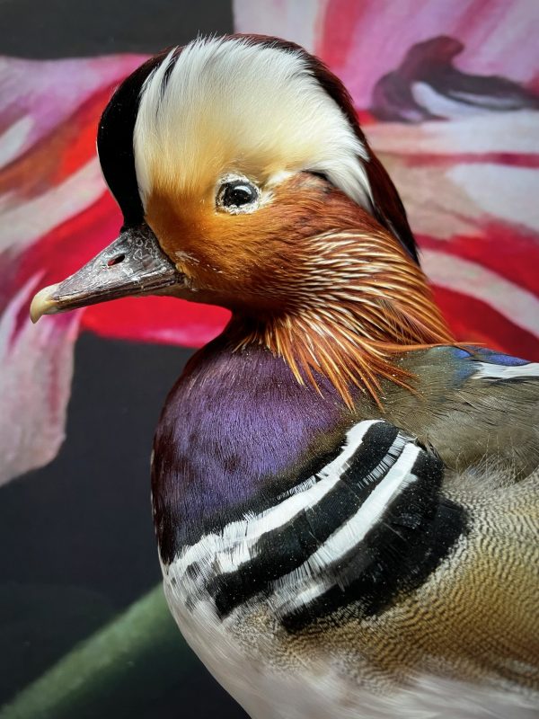 Taxidermy mandarin duck