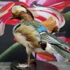 Taxidermy mandarin duck