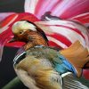 Taxidermie Mandarin-Ente