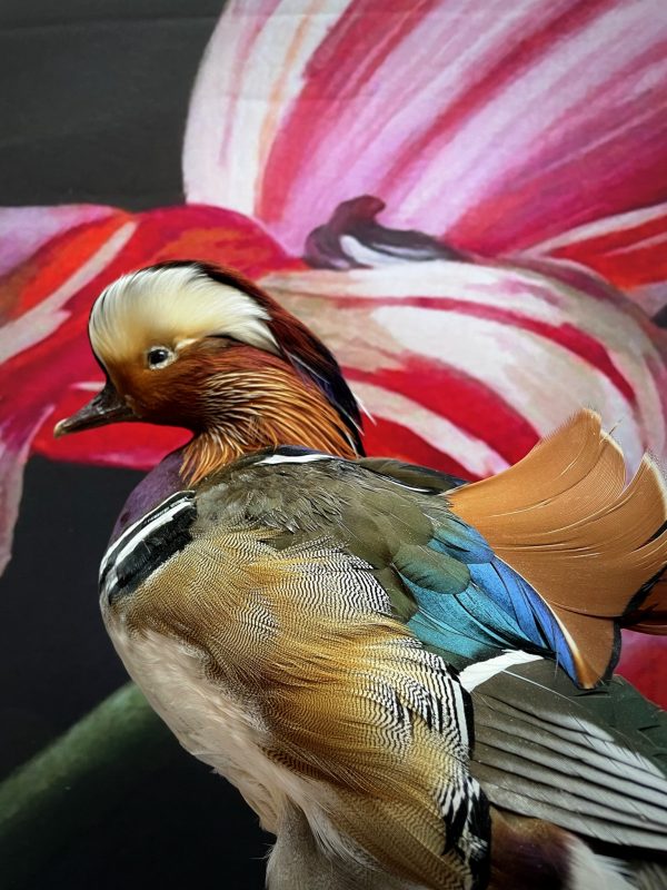 Taxidermy mandarin duck