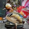 Taxidermie Mandarin-Ente