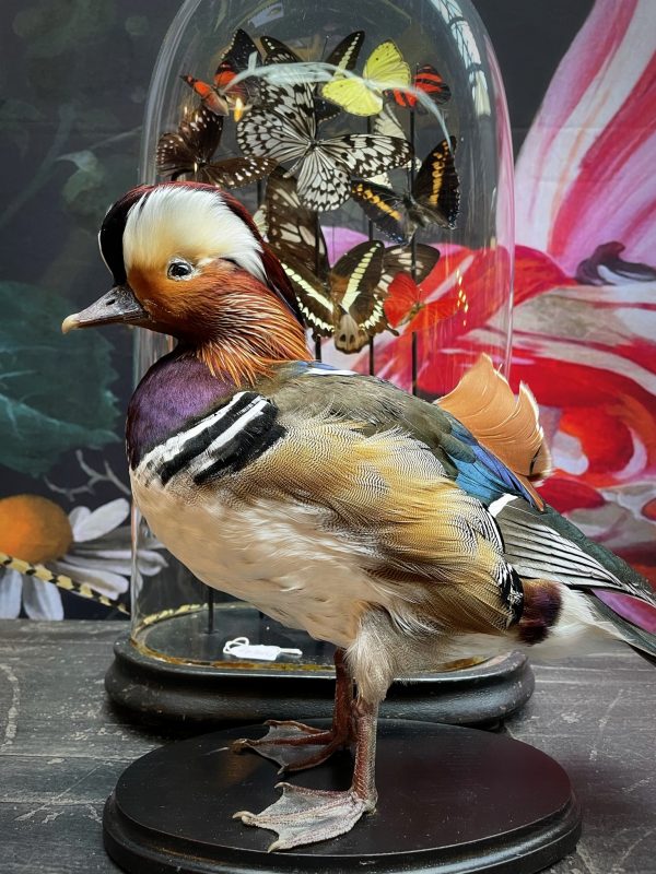 Taxidermie Mandarin-Ente