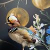 Taxidermy mandarin duck