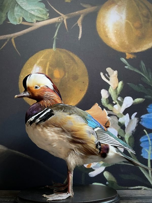 Taxidermy mandarin duck