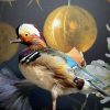 Taxidermy mandarin duck