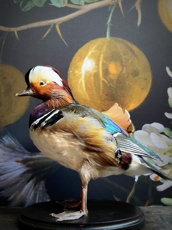 Taxidermie Mandarin-Ente