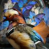 Taxidermy mandarin duck