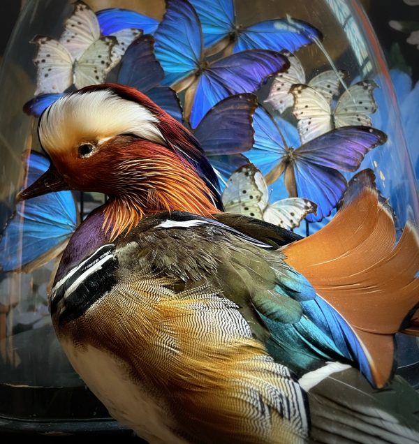 Taxidermy mandarin duck