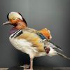 Taxidermy mandarin duck