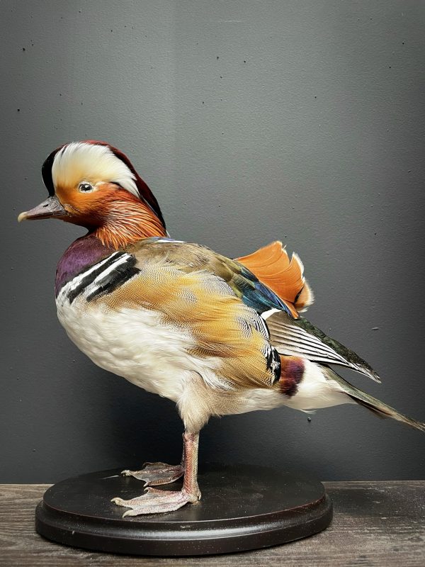 Taxidermy mandarin duck