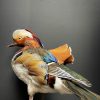 Taxidermie Mandarin-Ente