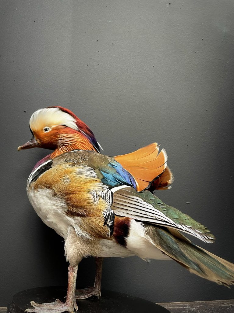 Taxidermy mandarin duck BEAST Interiors