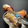 Taxidermy mandarin duck