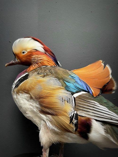 Taxidermie Mandarin-Ente