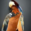 Taxidermy mandarin duck