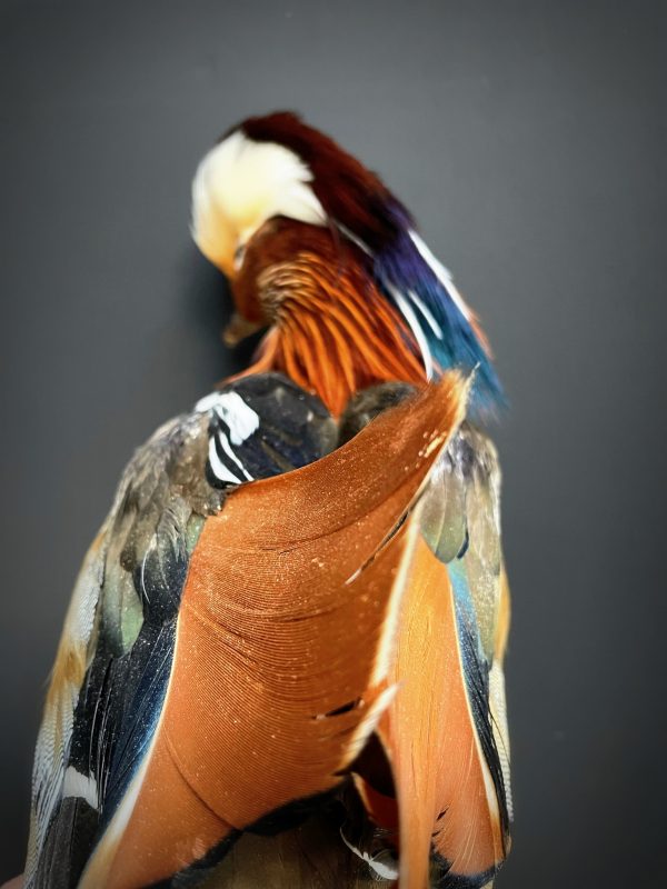 Taxidermy mandarin duck