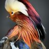 Taxidermy mandarin duck