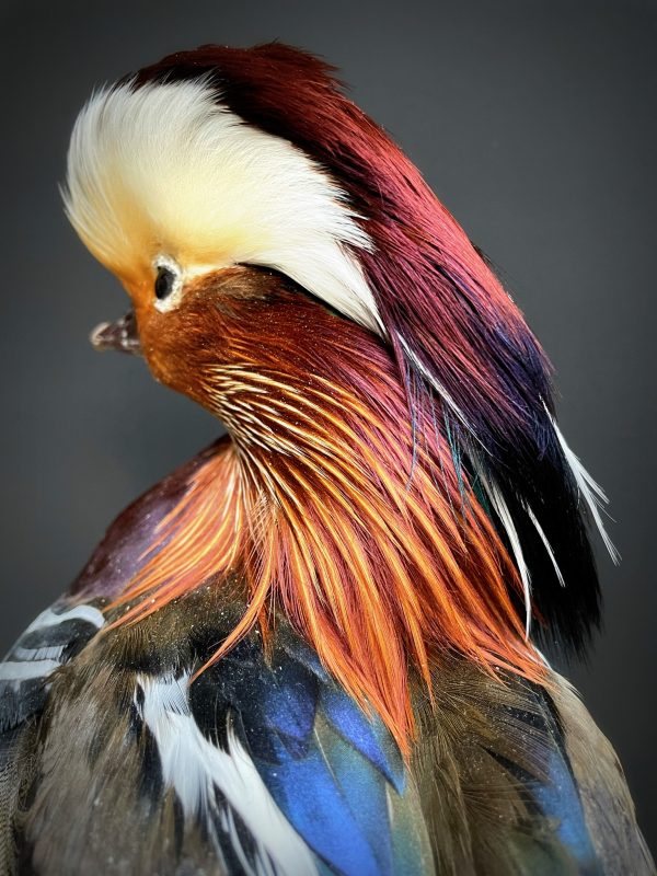 Taxidermy mandarin duck