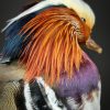 Taxidermie Mandarin-Ente