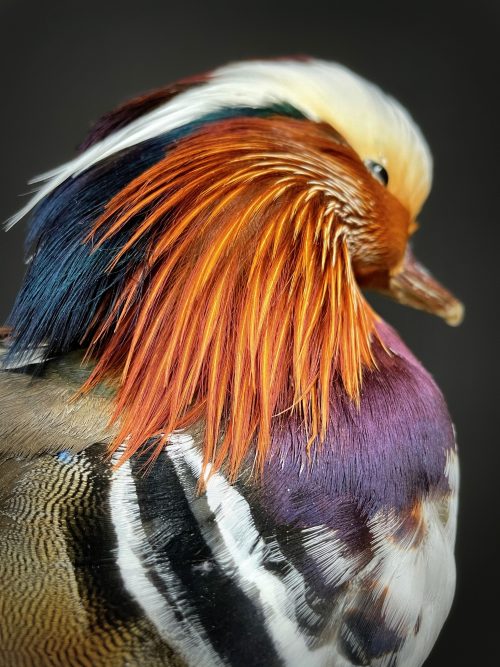 Taxidermie Mandarin-Ente