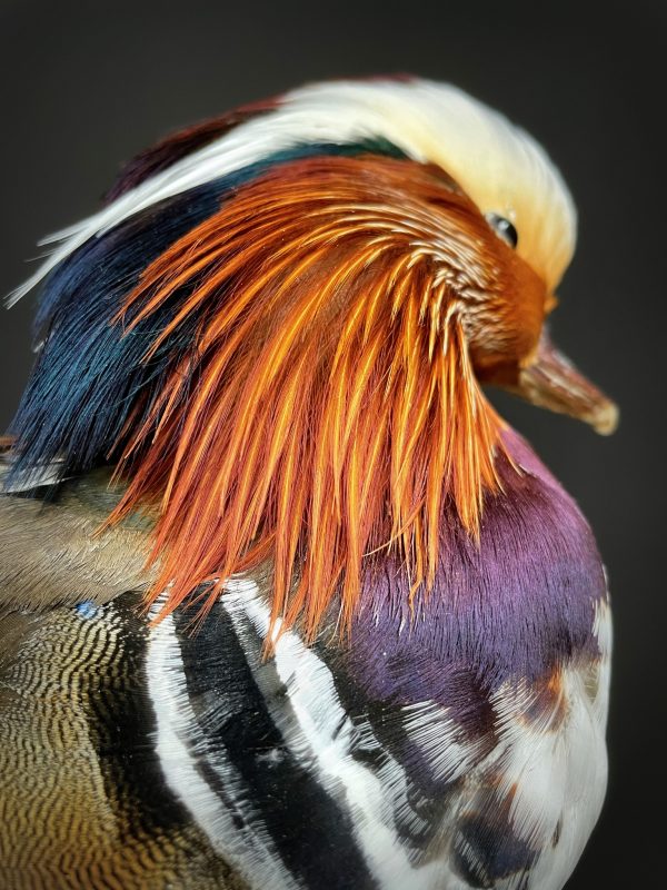 Taxidermy mandarin duck