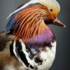 Taxidermy mandarin duck