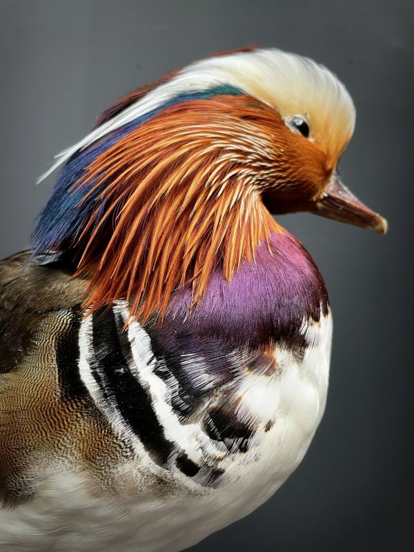 Taxidermy mandarin duck