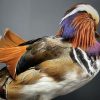 Taxidermy mandarin duck