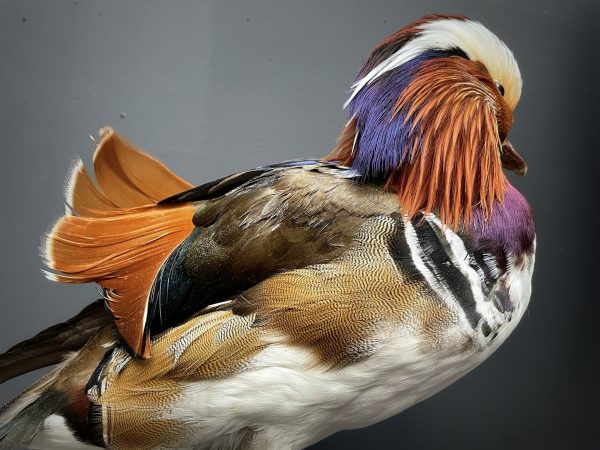 Taxidermy mandarin duck