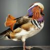 Taxidermie Mandarin-Ente