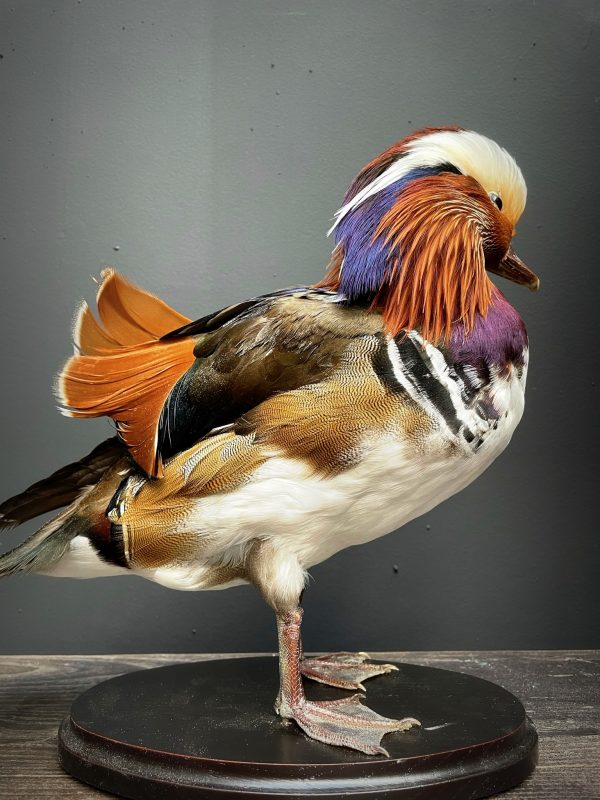 Taxidermie Mandarin-Ente