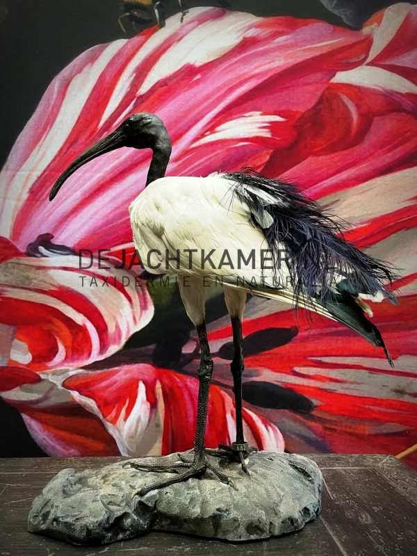 Mounted sacred ibis
