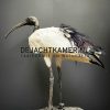 Mounted sacred ibis