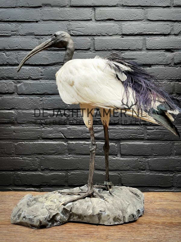 Opgezette heilige ibis