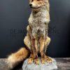 Taxidermy fox