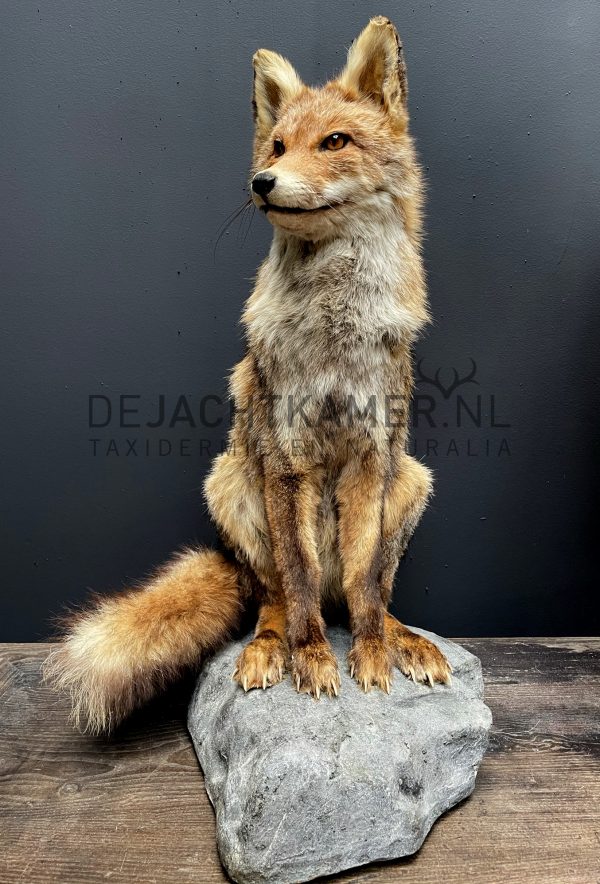 Taxidermy fox