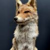 Taxidermy fox