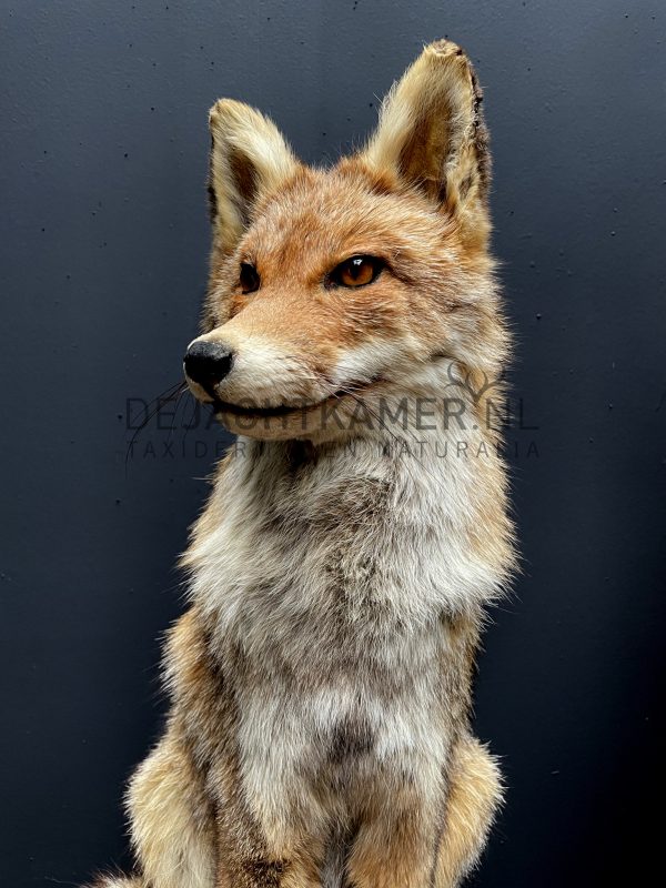 Taxidermy fox