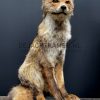 Taxidermy fox