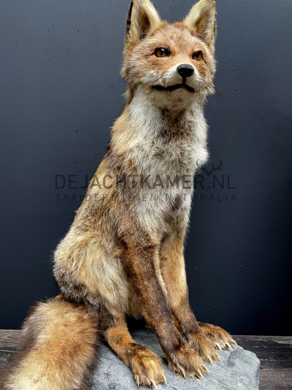 Taxidermy fox